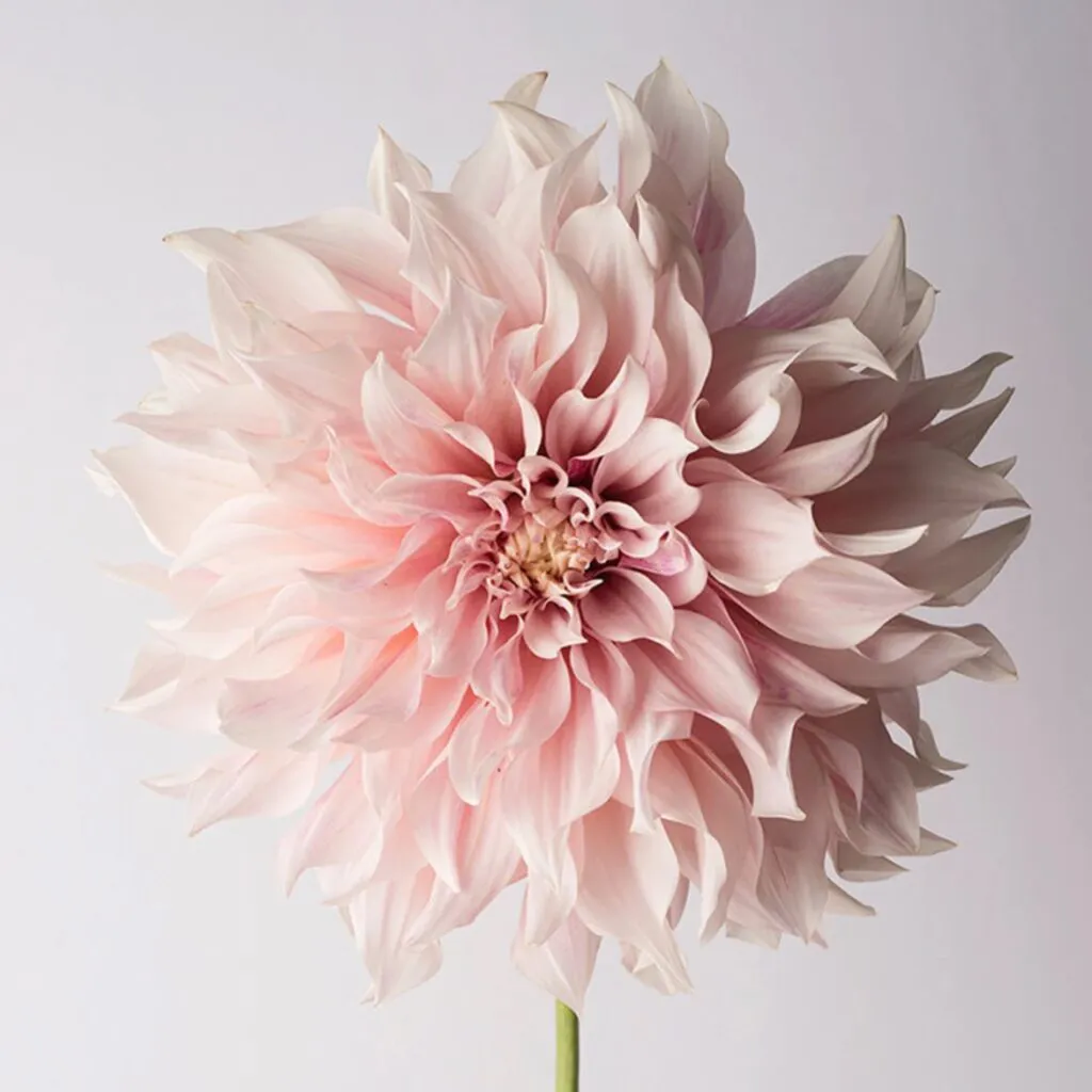 kunst-im-raum-lieblingsstuecke-blume-bluemlisex