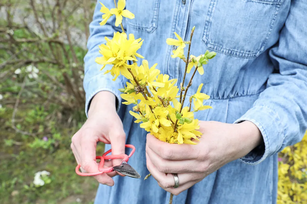 alltag-mit-fsme-borreliose-angelika-wick-garten-blumen-hand-schere-schneiden