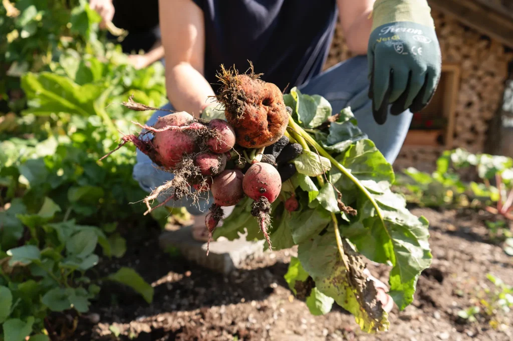 knollen-erde-garten-handschuhe-frau